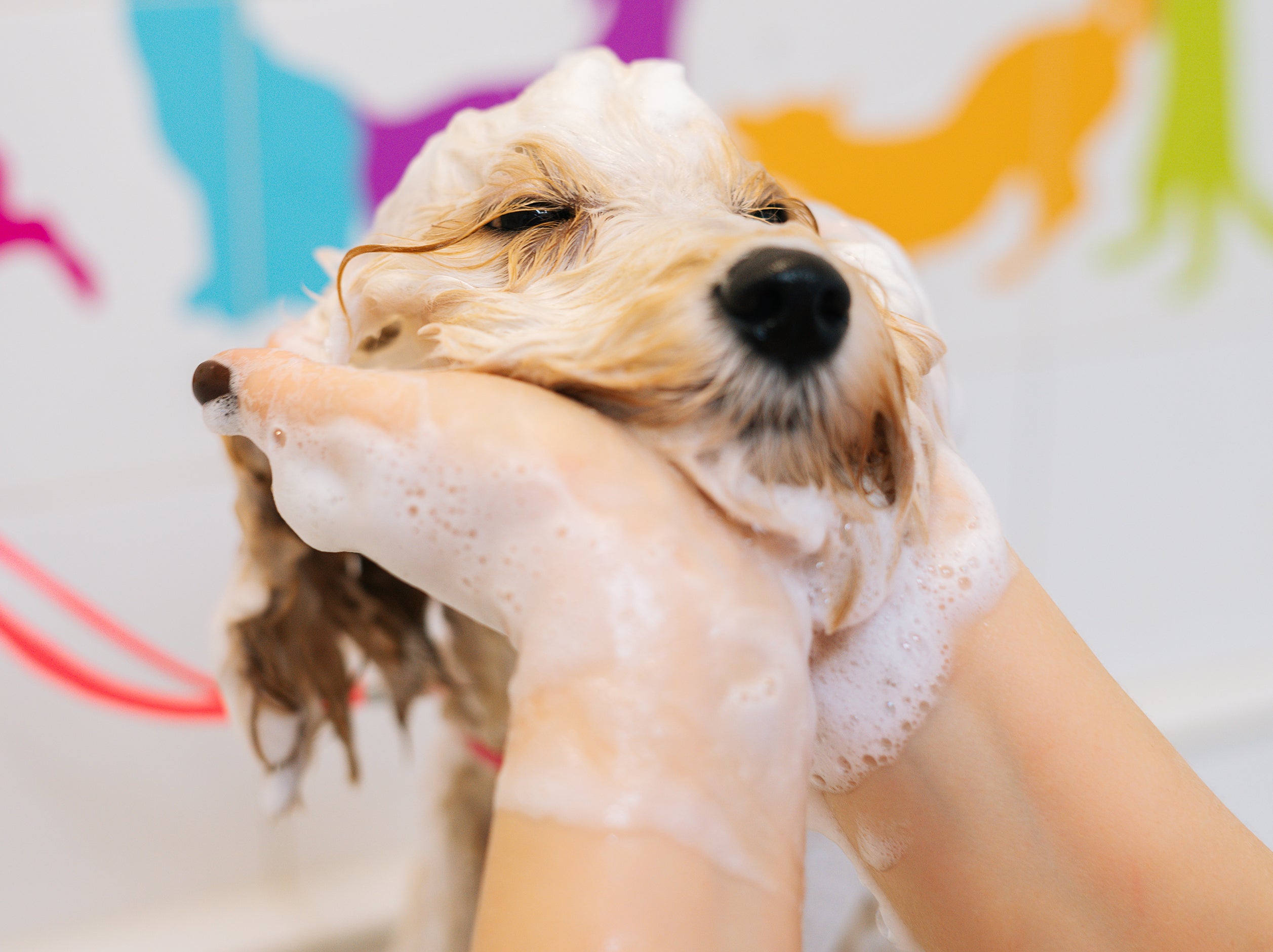 Dog Bath Brush - For My Doggo