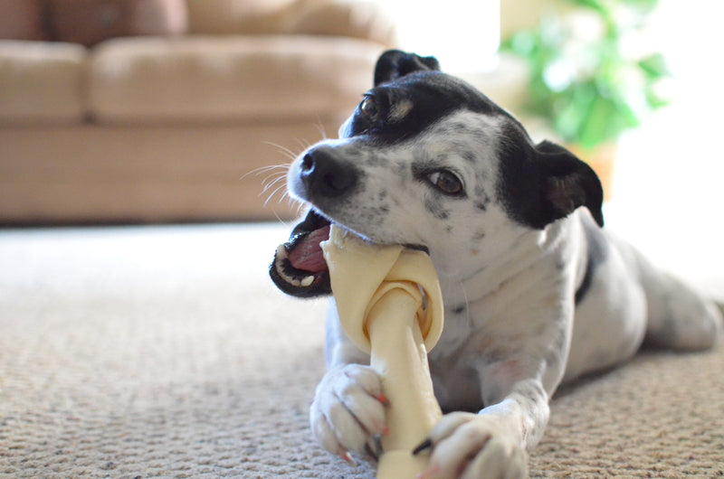 The Many Benefits of Chew Toys For Dogs
