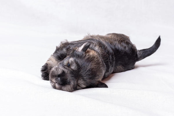 How to get your puppy to sleep through the night