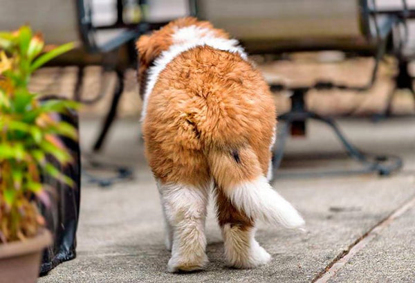 Why Do Dogs Wag Their Tails?