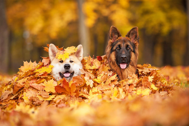 Autumn advice for dog owners