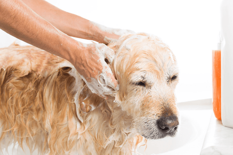 Human Vs. Dog Shampoos