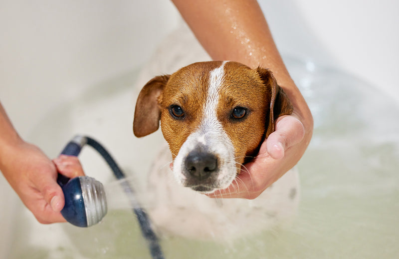 How to Handle Your Dog's Fear of Water & Bathing