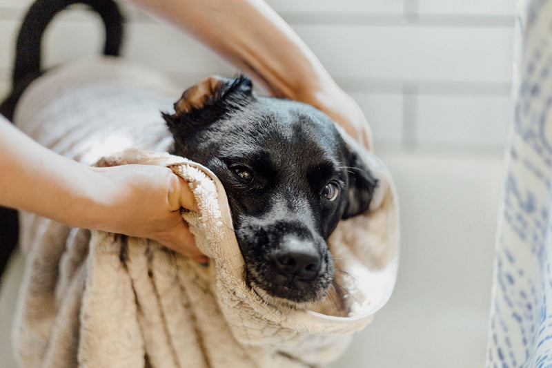 3 common culprits if your dog still stinks after a bath