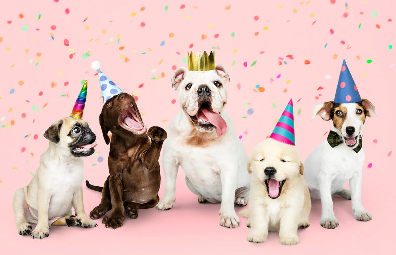 3 Reasons Why You Should Celebrate Your Dog’s Birthday