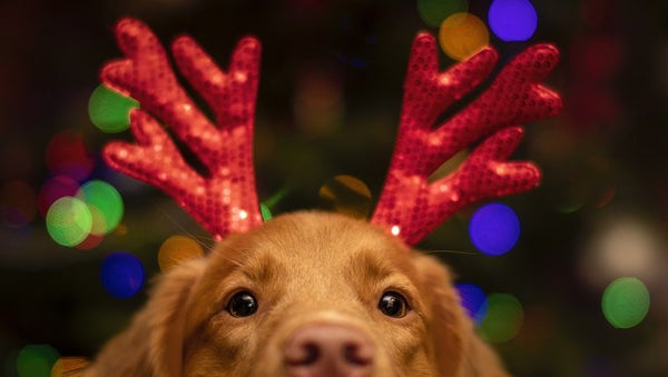 Christmas dangers for dogs