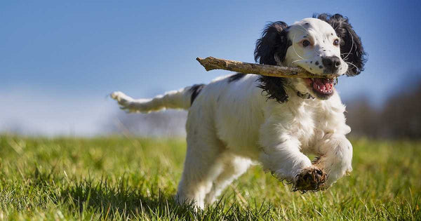 Dogs and sticks