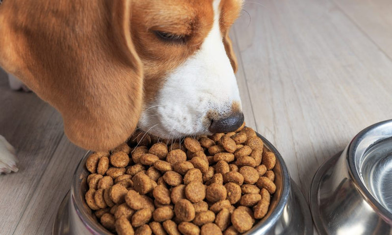 Dog Feeding Chart: How Much Should I Feed My Dog?