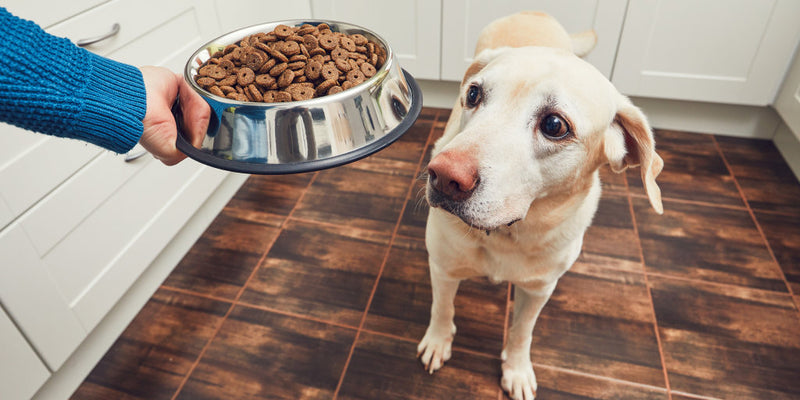 Changing your dog's food