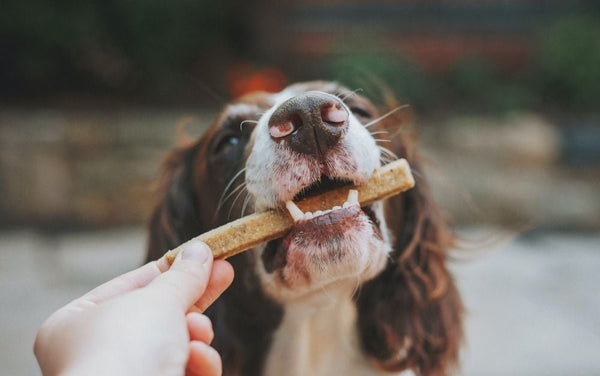 The Role of Treats in Building a Strong Relationship with Your Dog