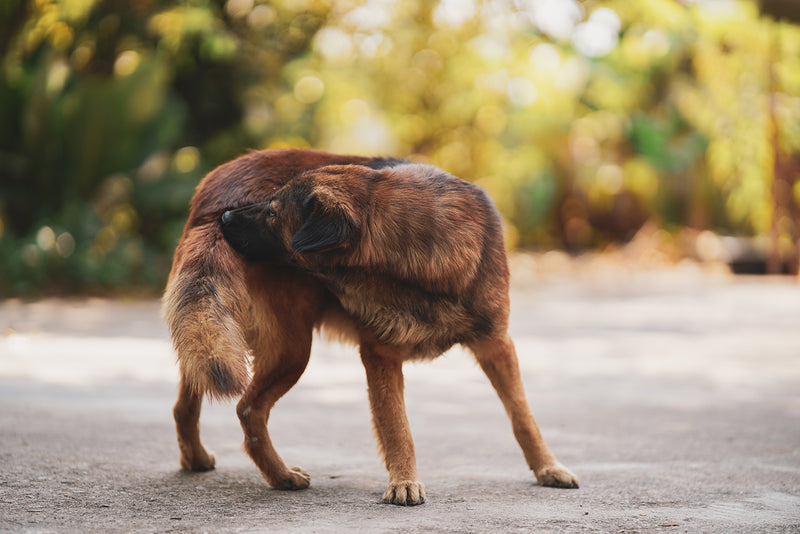 How to Handle Fleas on Dogs