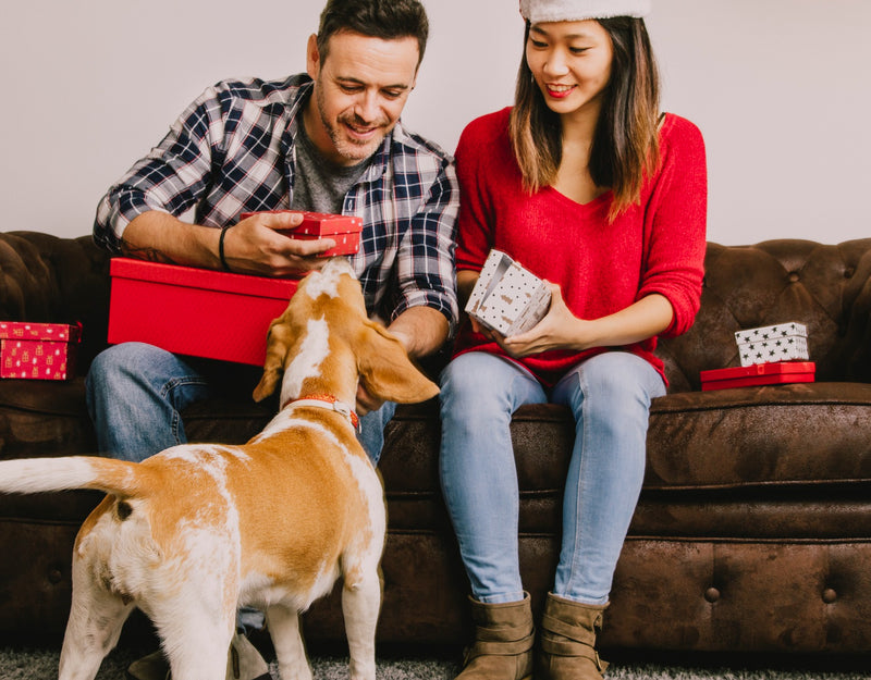 What to Look for in Christmas Gifts for Dogs