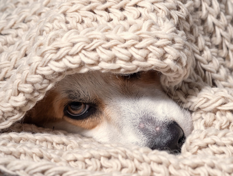 Can Dogs Get Colds or Flu?