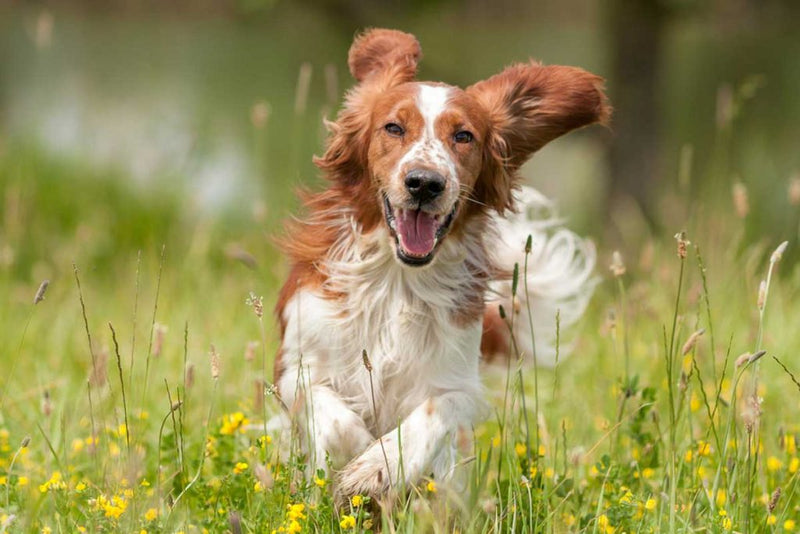 TIPS ON KEEPING YOUR DOG HEALTHY