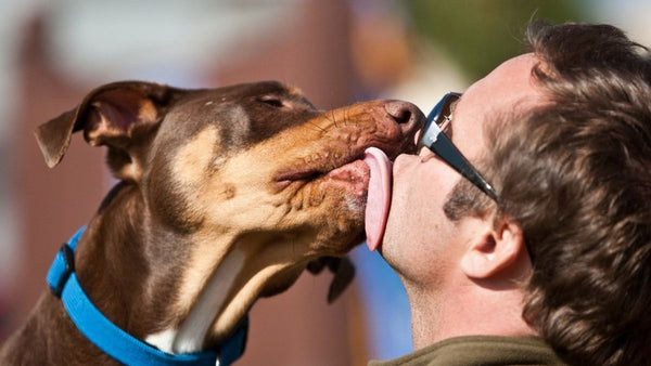 To Kiss or Not To Kiss: Should You Let Your Dog Kiss Your Face?