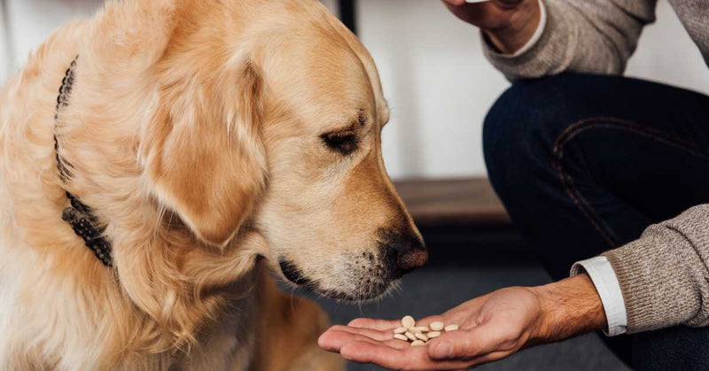 Never give human pain medications to your pets!