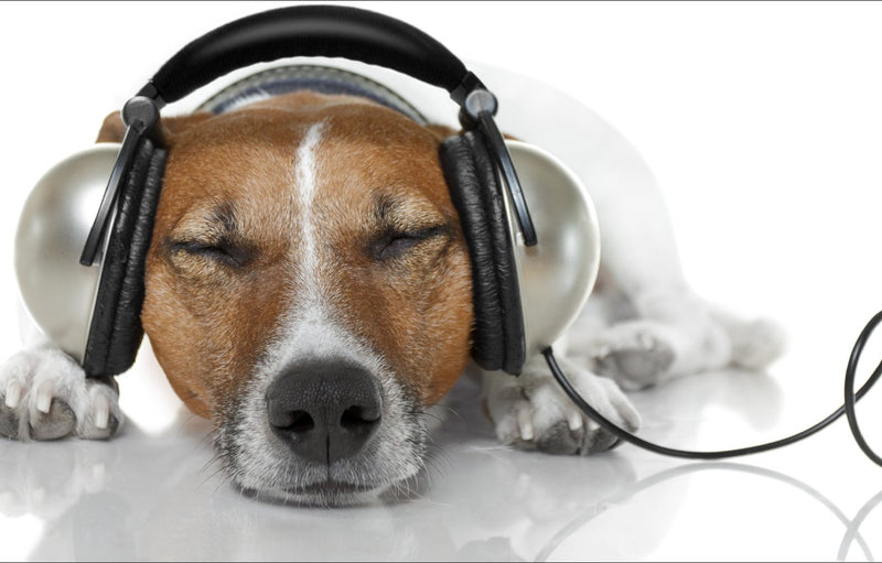 Do Dogs Like Listening to Music?