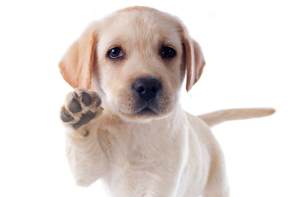 Your Dog's Paw Pads.