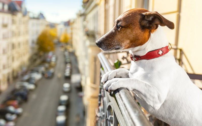 Five things your dog is trying to tell you