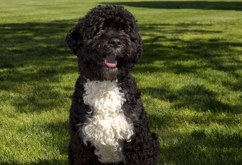 Portuguese Water Dog.