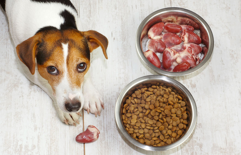 Choosing the Best Protein For Your Dog