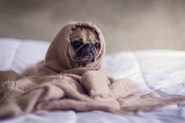 Low Body Temperature in Dogs