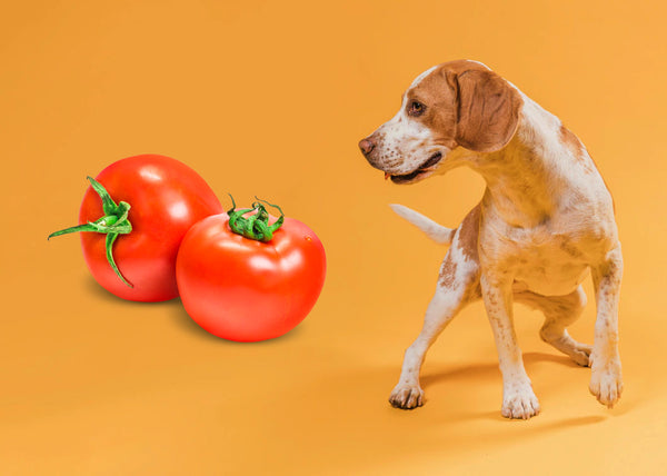 What Vegetables Can Dogs Eat?