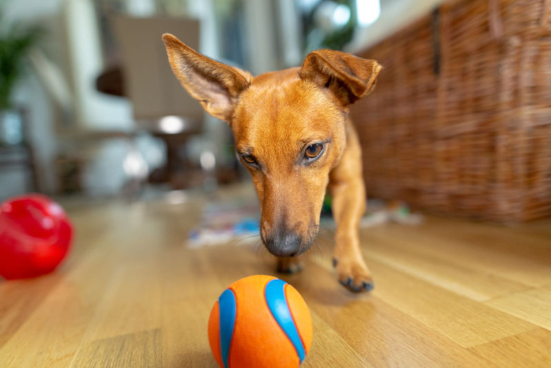 Dog toys: How to pick the best and safest