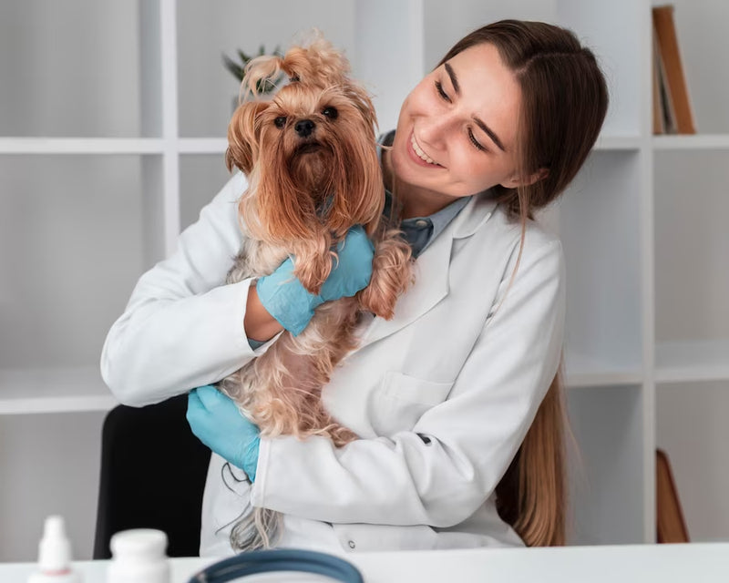How Often Should I Take My Adult Dog to the Vet for a Checkup?