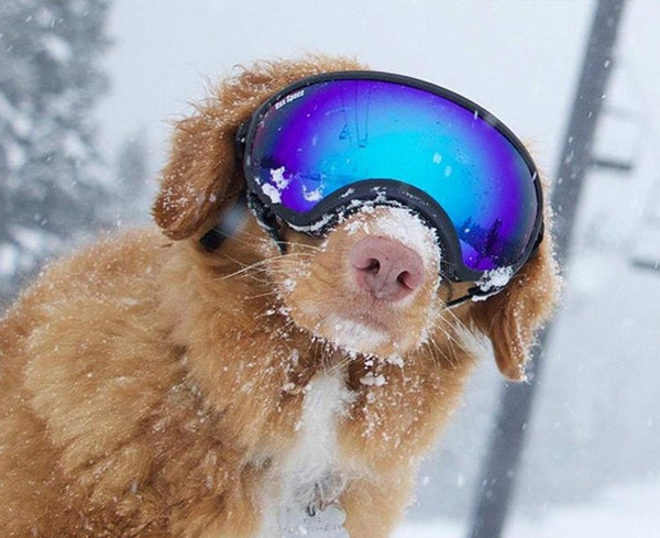 How Cold Is Too Cold For Your Dog This Winter?