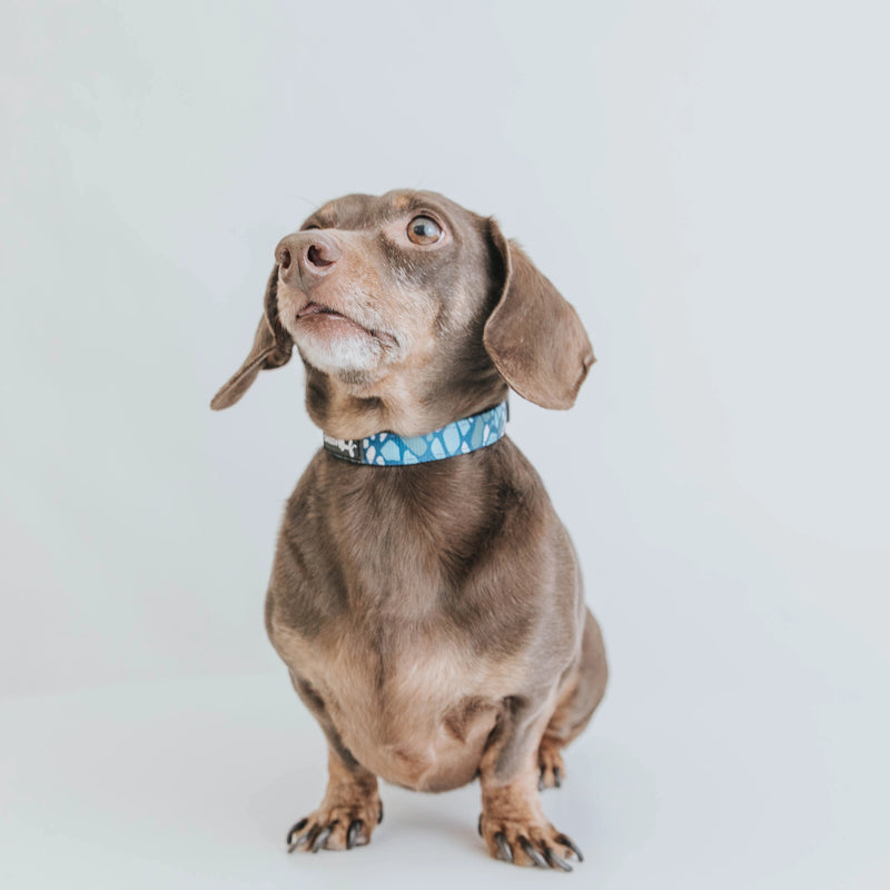 'Santorini' Dog Collar