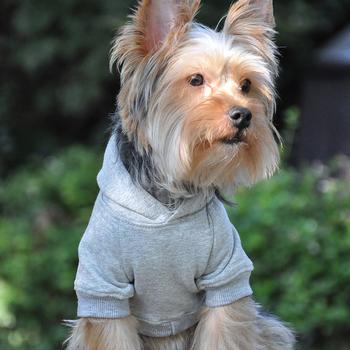 [Premium Quality Unique Dog Clothing & Accessories Online]-Doggo Lovers